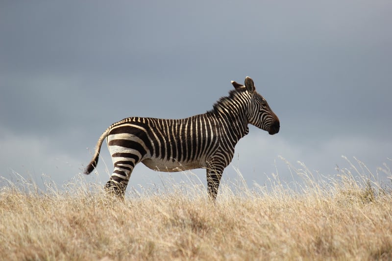 Zebras in the wild